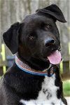adoptable Dog in katy, TX named DRAX