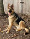 adoptable Dog in katy, TX named HONOR