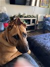 adoptable Dog in katy, TX named CAVIAR