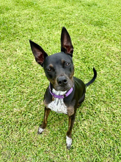 picture of the dog needing adoption