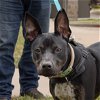 adoptable Dog in katy, TX named DAISEY