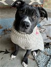 adoptable Dog in katy, TX named BUGS