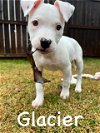 adoptable Dog in katy, TX named GLACIER