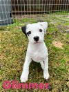 adoptable Dog in katy, TX named GLIMMER