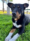 adoptable Dog in katy, TX named CALIBER