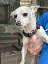 adoptable Dog in katy, TX named CHICO