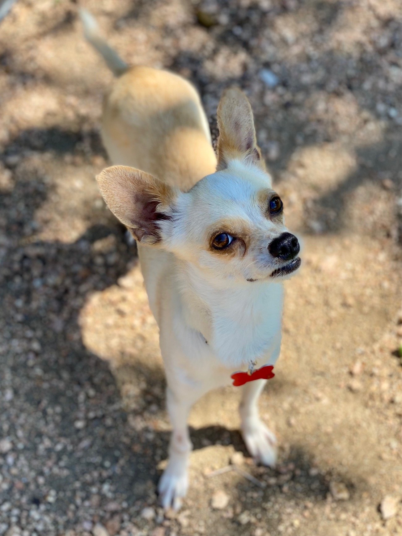 adoptable Dog in Katy, TX named CALLA-LILY