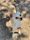 adoptable Dog in katy, TX named CALLA-LILY
