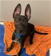 adoptable Dog in  named KING HUFF