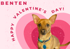 adoptable Dog in  named BENTEN