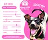 adoptable Dog in  named RAFIK