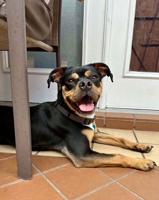adoptable Dog in Katy, TX named SPARKEY