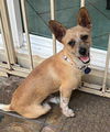 adoptable Dog in  named MEO