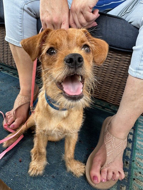 picture of the dog needing adoption