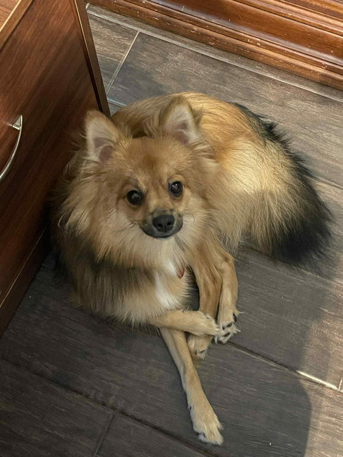 picture of the dog needing adoption