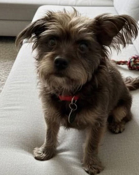 picture of the dog needing adoption
