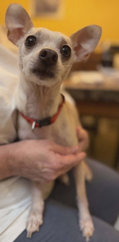 picture of the dog needing adoption