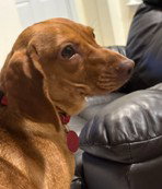 Dachshund
