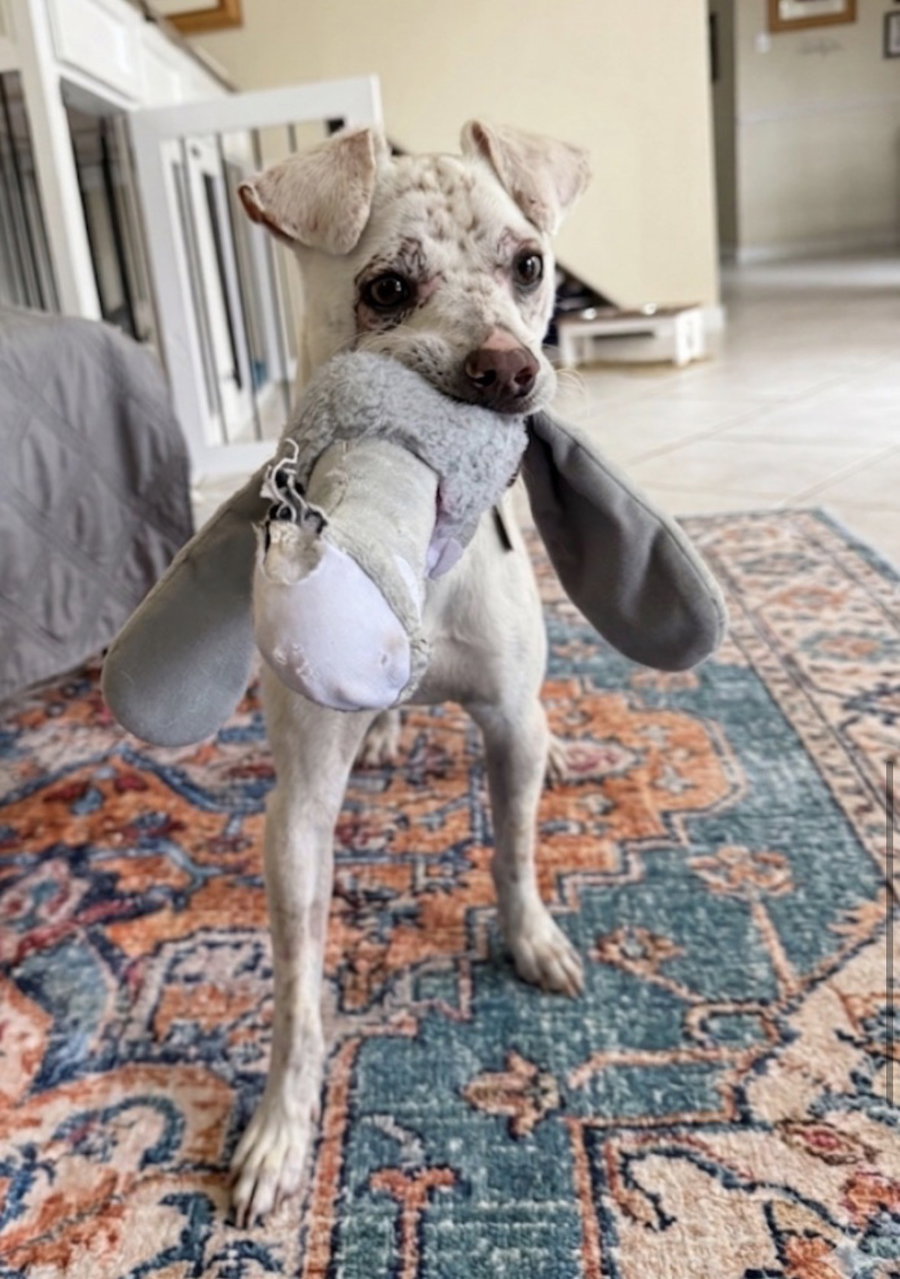 NAVI