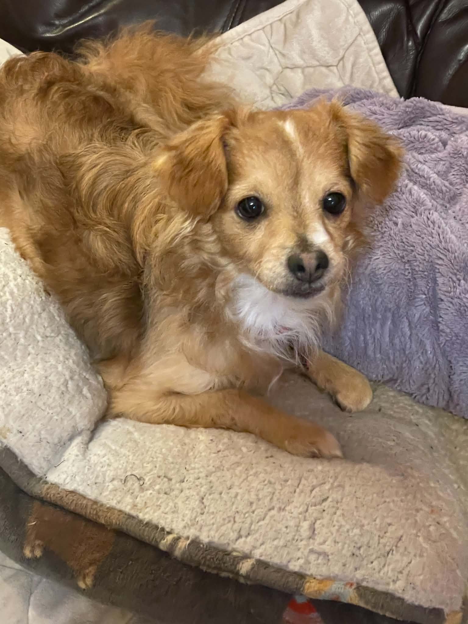 Colby - Chihuahua / Cocker Spaniel