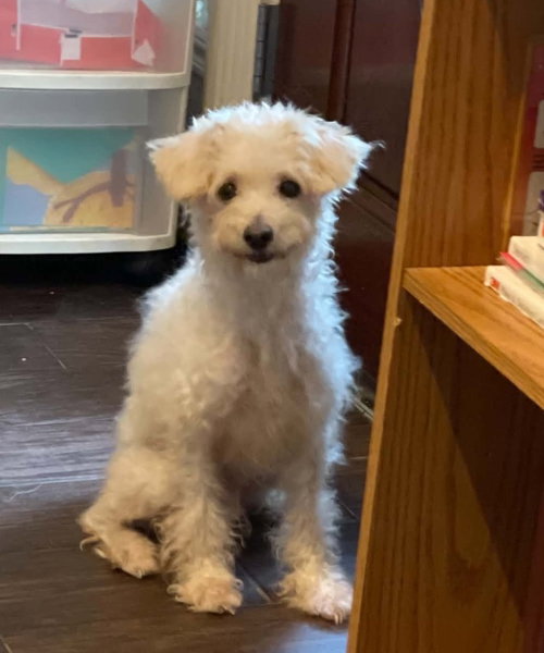 picture of the dog needing adoption
