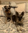 adoptable Dog in lenoir, NC named BENTLEY (ORSRC2195) and BOWEN (ORSRC2196) in NC