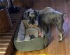 adoptable Dog in lenoir, NC named BOWEN (ORSRC2196) and BENTLEY (ORSRC2195) in NC