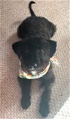 adoptable Dog in  named JAX SRC#2199 in NORTH CAROLINA