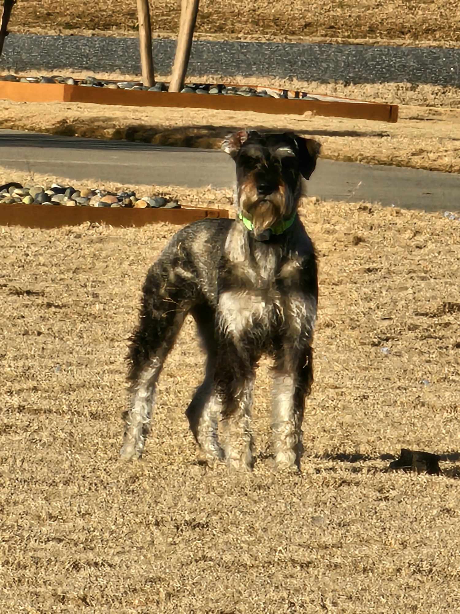 Dog for Adoption CARLY (SRC2197) IN NORTH CAROLINA, a Giant