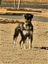 adoptable Dog in louisburg, NC named CARLY (SRC#2197) IN NORTH CAROLINA