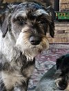 adoptable Dog in louisburg, NC named SASHA (SRC#2198) in NORTH CAROLINA