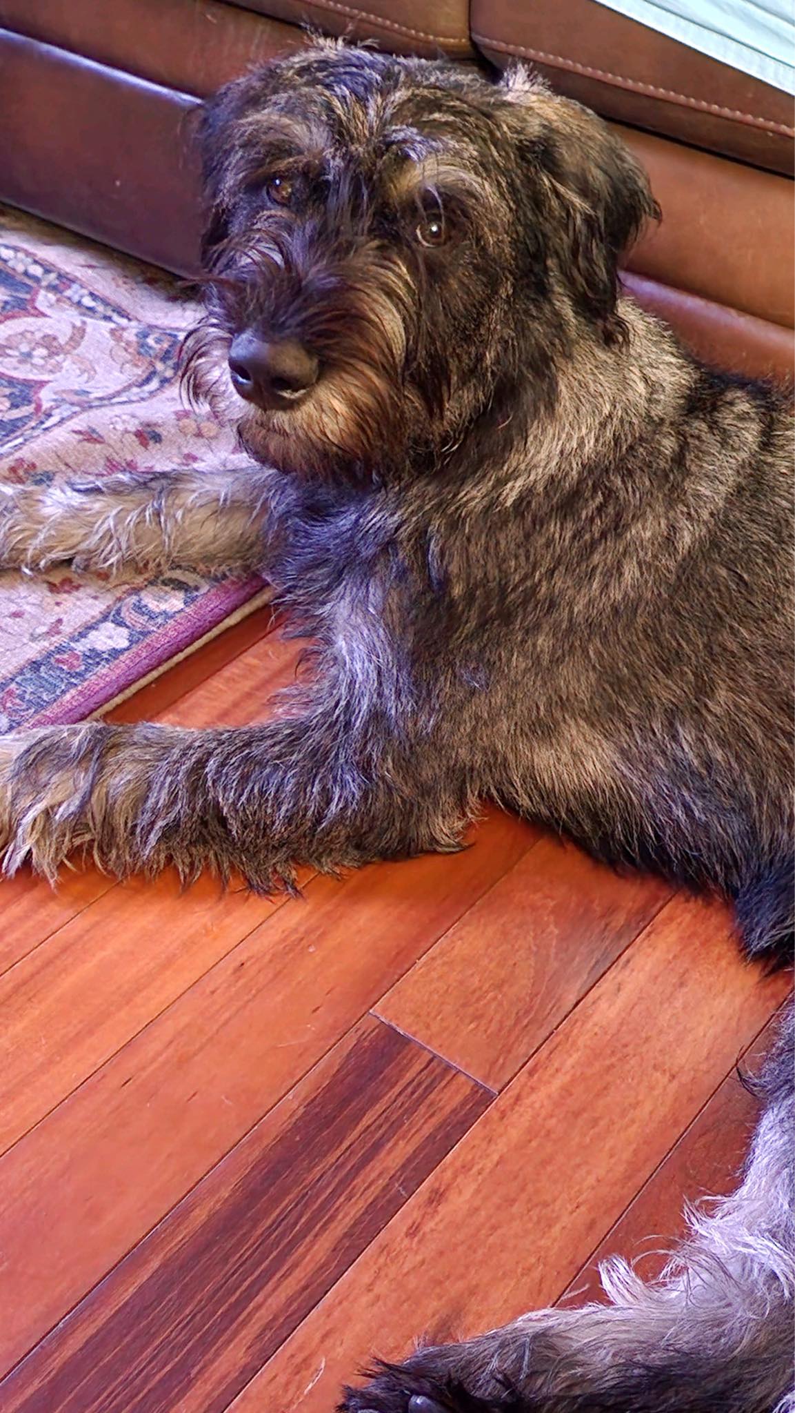 Dog for Adoption SASHA (SRC2198) in NORTH CAROLINA, a Giant
