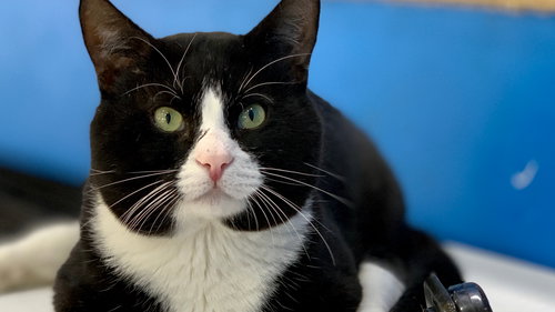 PROFESSOR X - Domestic Short Hair available for adoption