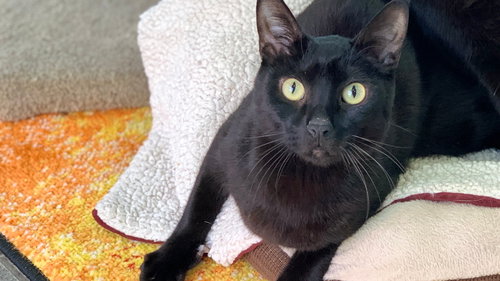 BEAR - Domestic Short Hair available for adoption
