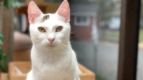 BEA - Domestic Short Hair available for adoption