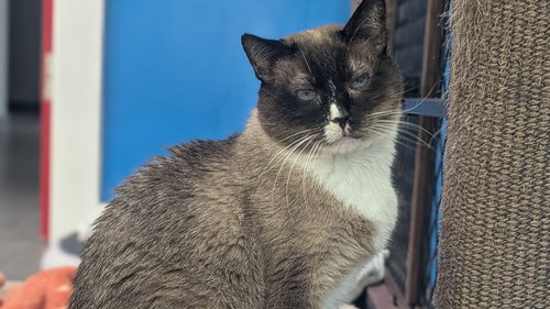 ROSS - Ragamuffin available for adoption