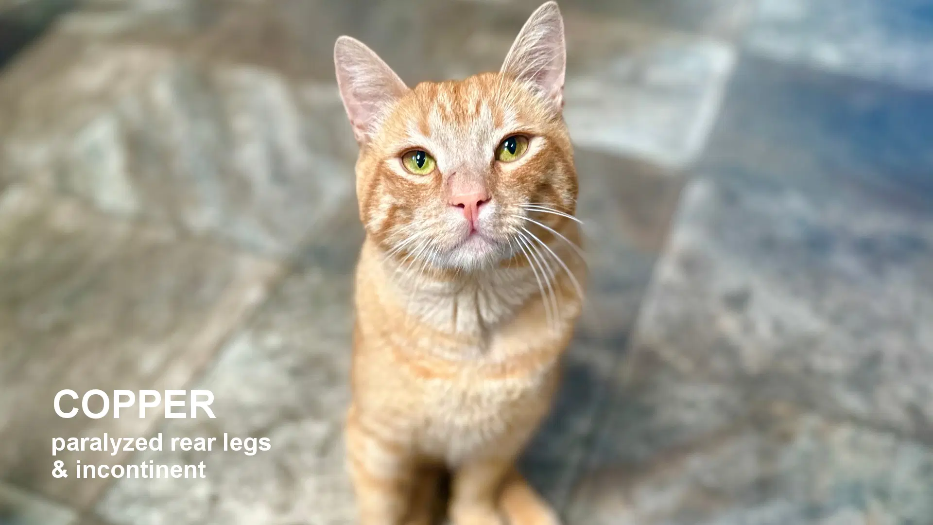 Copper - Domestic Short Hair