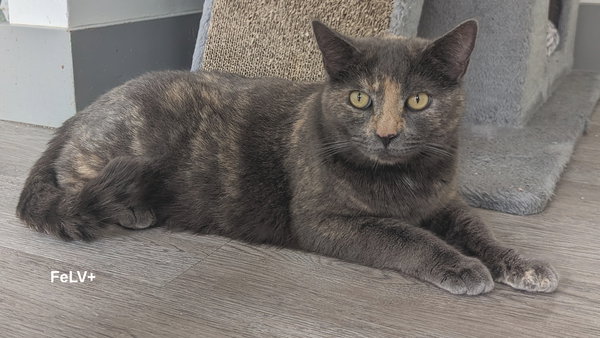 Nova