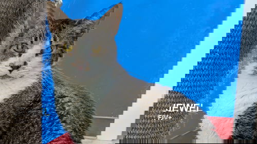 picture of the cat needing adoption