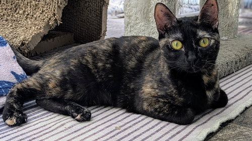 PEPPER - Tortoiseshell available for adoption