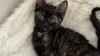 Pepper - Photo 5