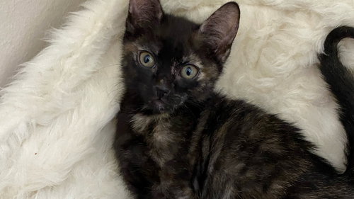 Photo 5 of Pepper