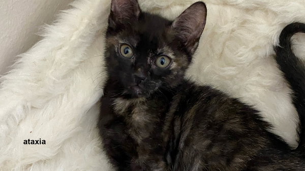 Pepper