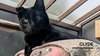 Clyde - Photo 1