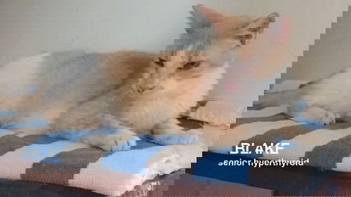 picture of the cat needing adoption