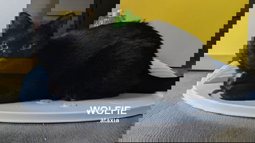 picture of the cat needing adoption