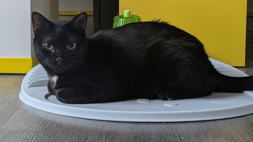 WOLFIE - Domestic Short Hair available for adoption