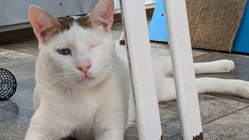 OZZY II - Domestic Short Hair available for adoption
