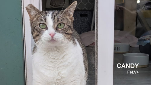 picture of the cat needing adoption