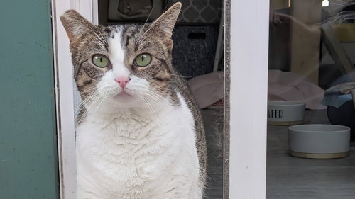 CANDY - Domestic Short Hair available for adoption
